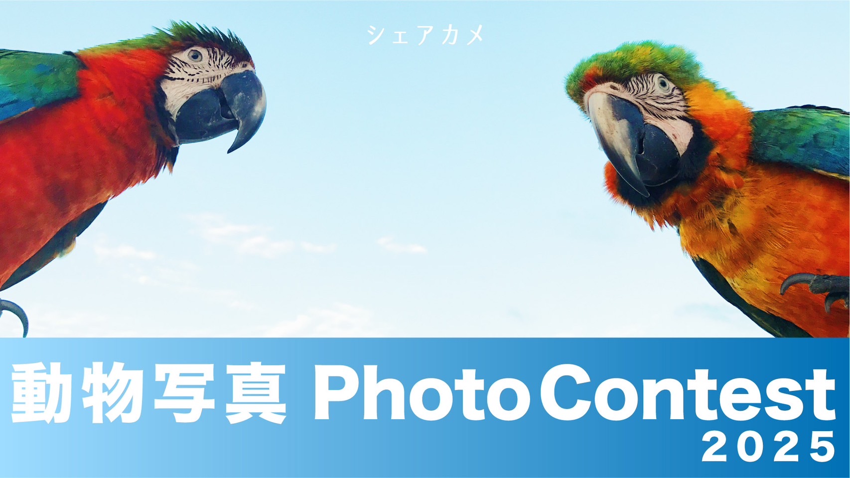 フォトコンテスト「動物」