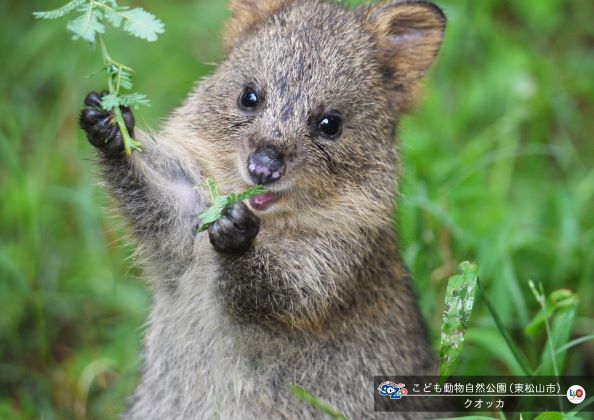 おすすめスポット(関東)①:埼玉県こども動物自然公園(埼玉県)
