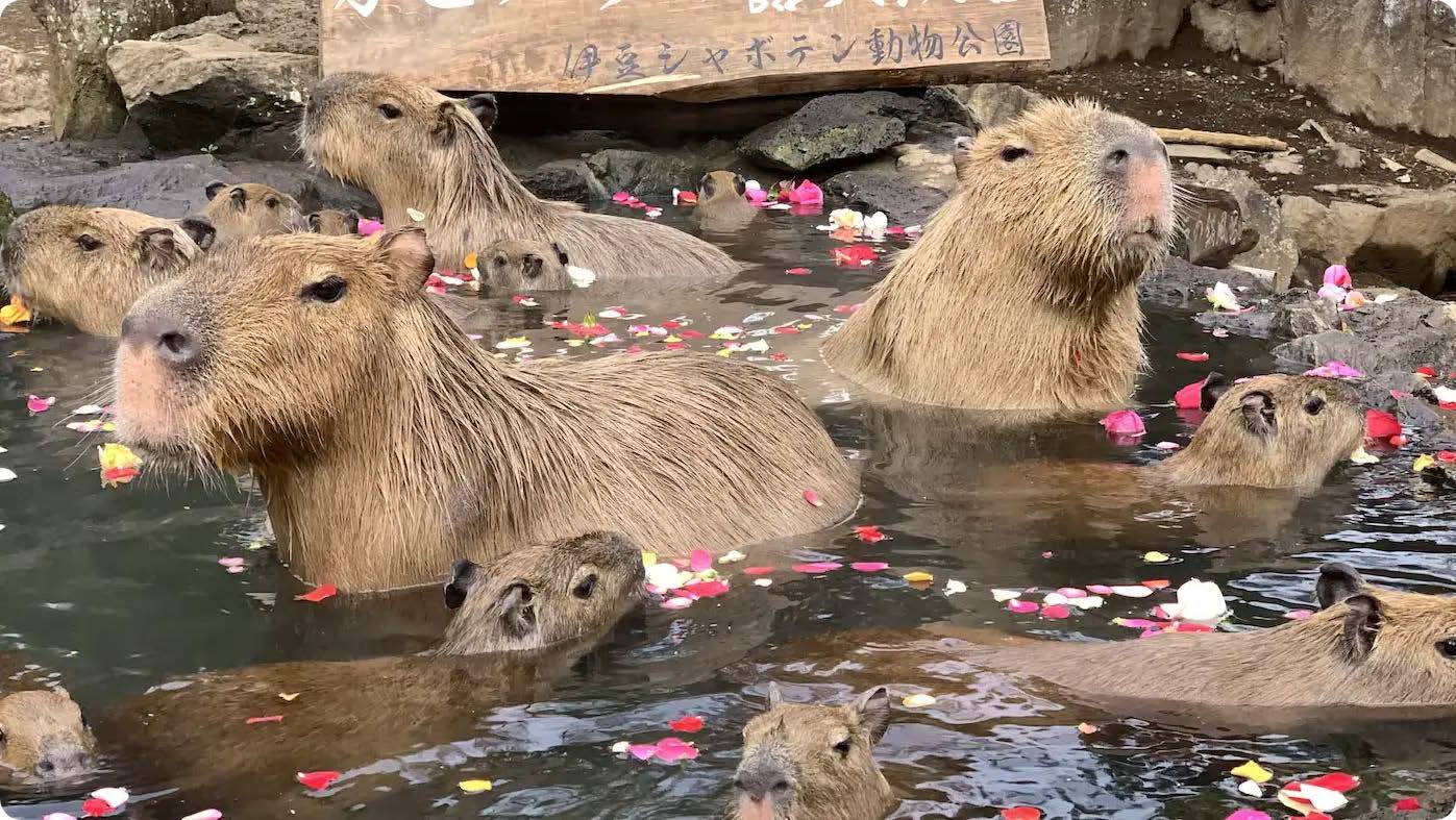 おすすめスポット(関東)②:伊豆シャボテン動物公園(静岡県)