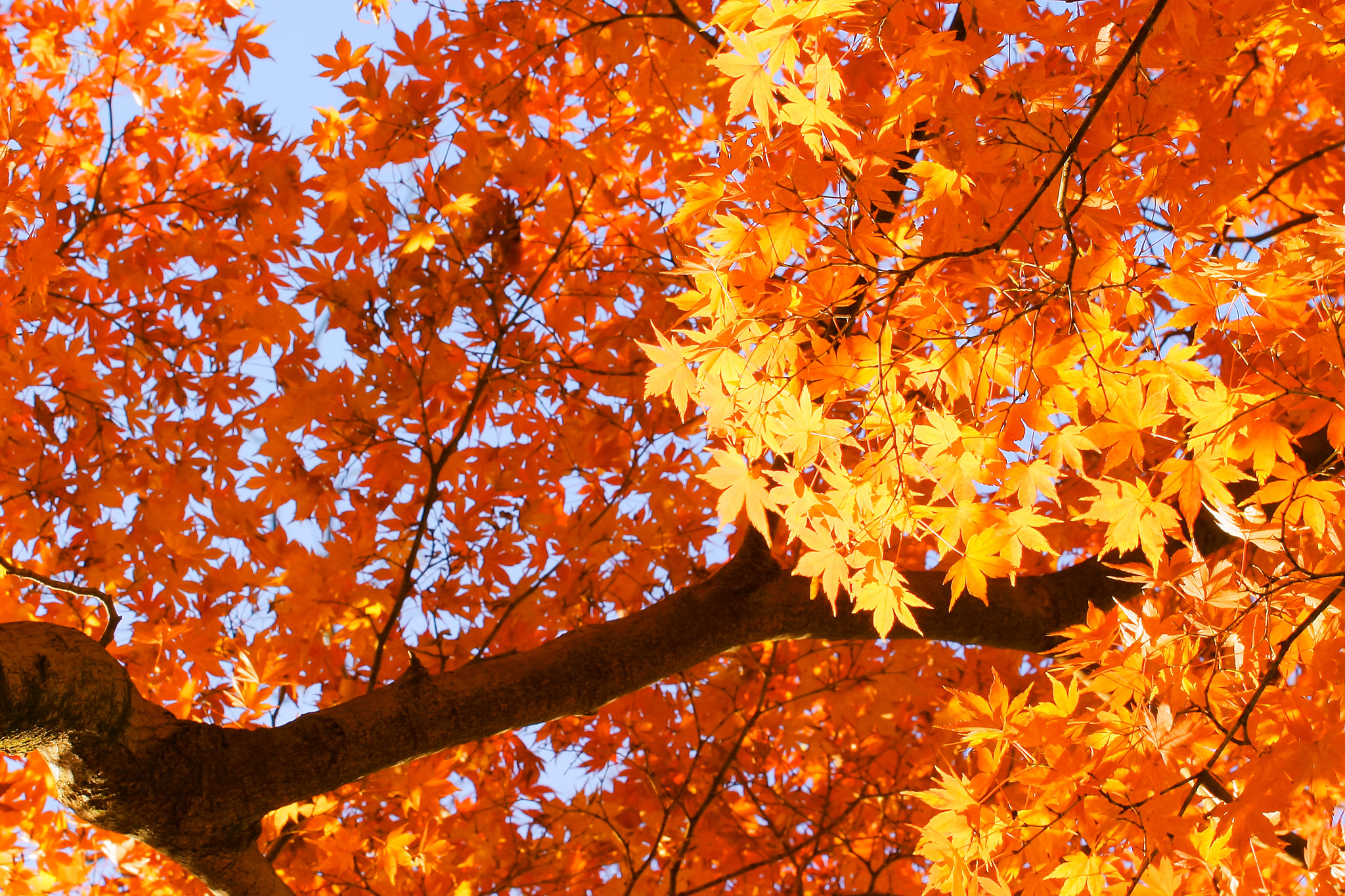 サイド光で撮った紅葉の写真