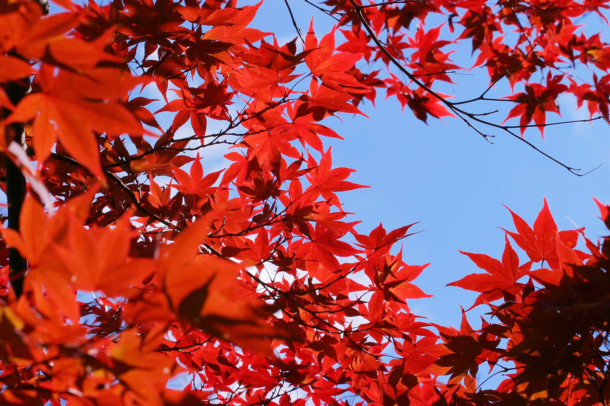 逆光で撮った紅葉の写真