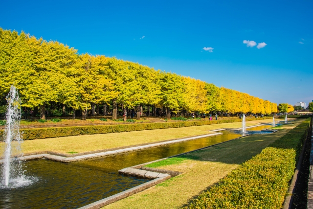 都内でおすすめの紅葉スポット①国営昭和記念公園(立川市・昭島市)