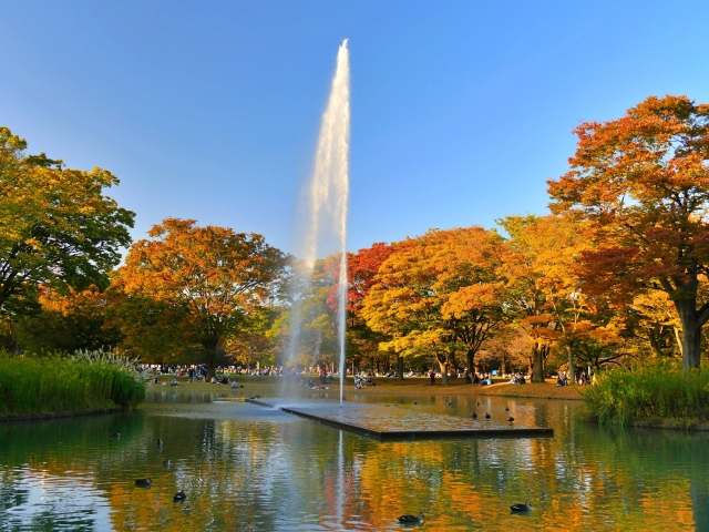 都内でおすすめの紅葉スポット②代々木公園（渋谷区）