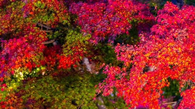 地方でおすすめの紅葉スポット①富士河口湖（山梨県）